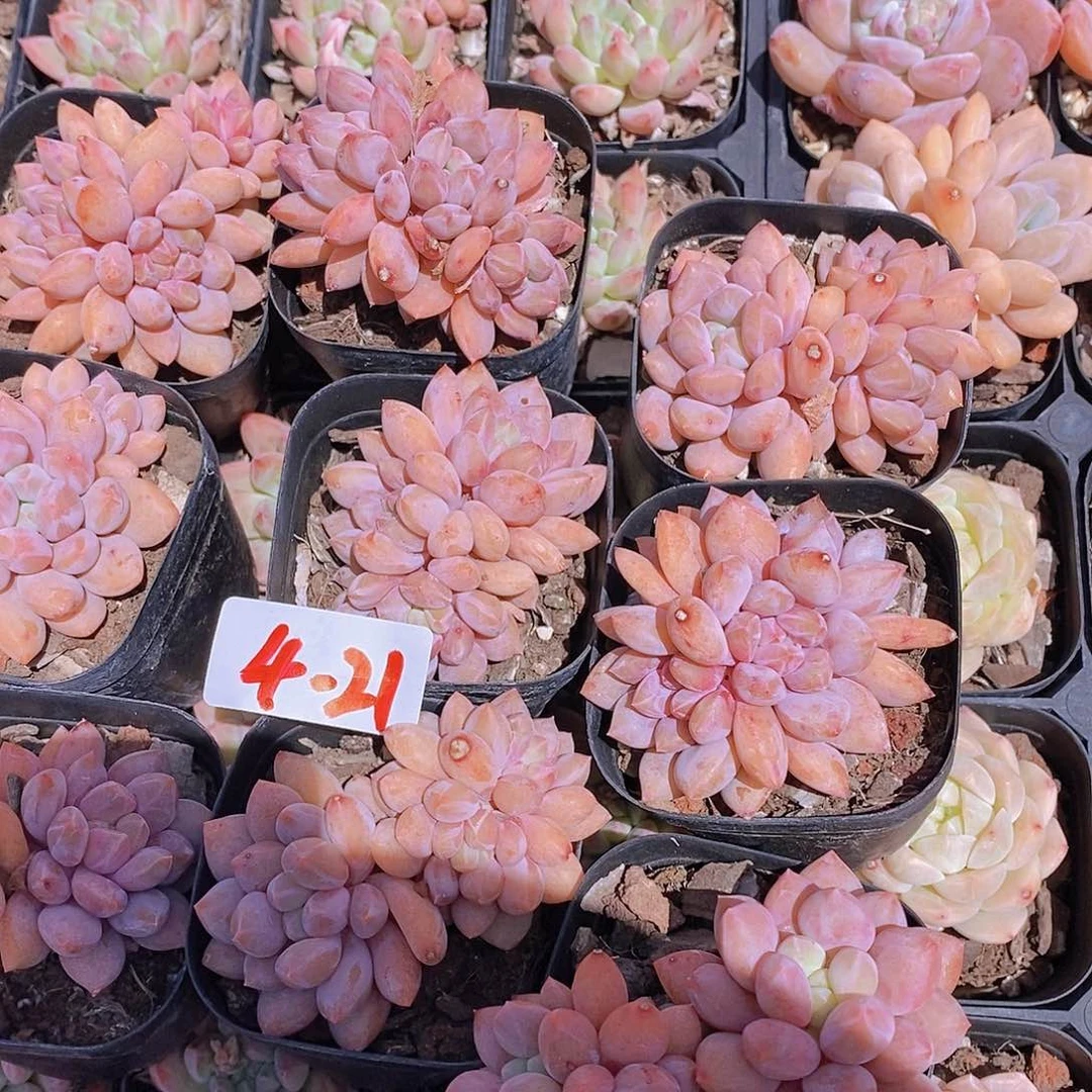 4-21 半夏三头福利一颗量拍