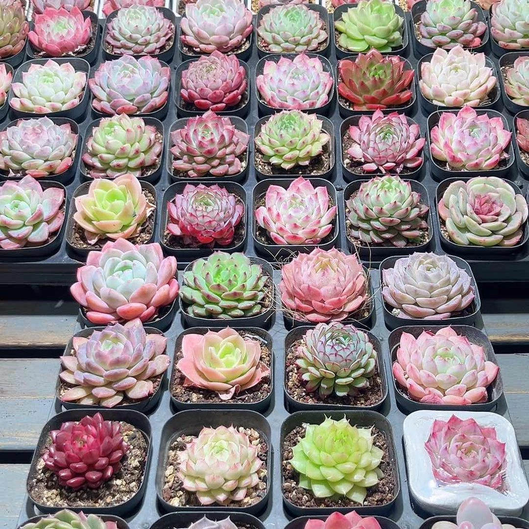 木16颗19.9 6.5cm口径黑方盆单头含盆含土量拍