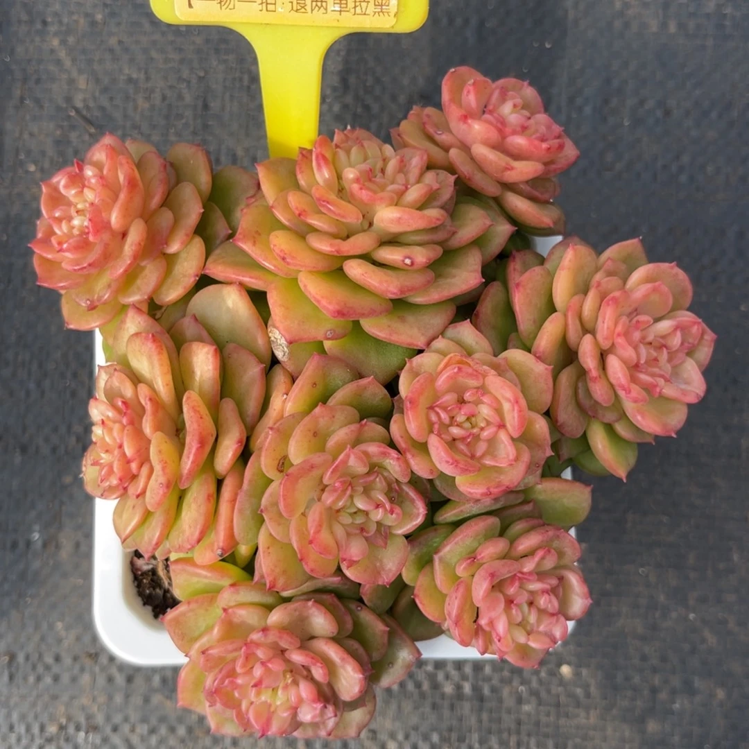 云尘多肉一物一拍1315