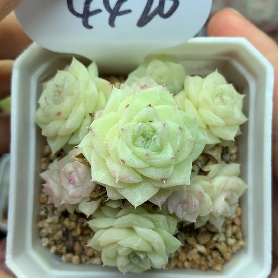 白天鹅麦秆捧花群4420