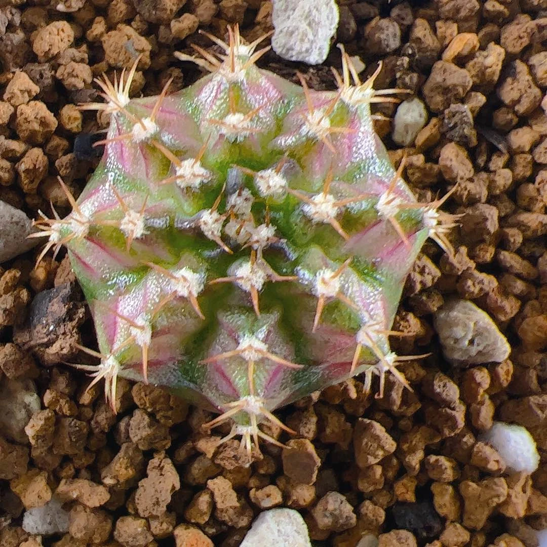 当前无花栽培后可以开花182