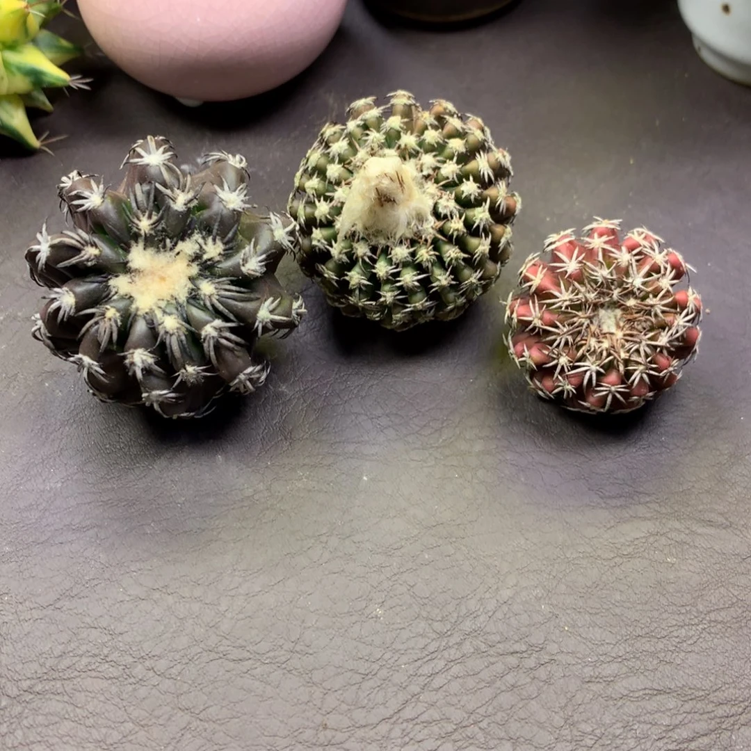 椰***耶专拍一物一拍奇特球。