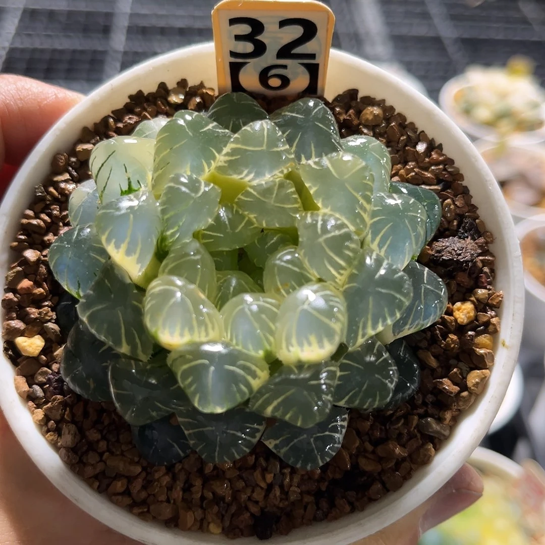 326糊斑湖水玉露锦福利福利