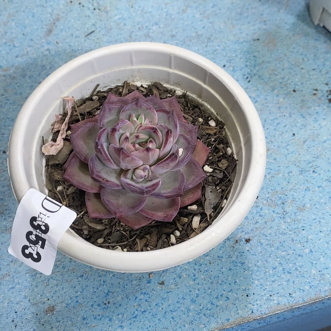 钟*353夜魔侠多肉