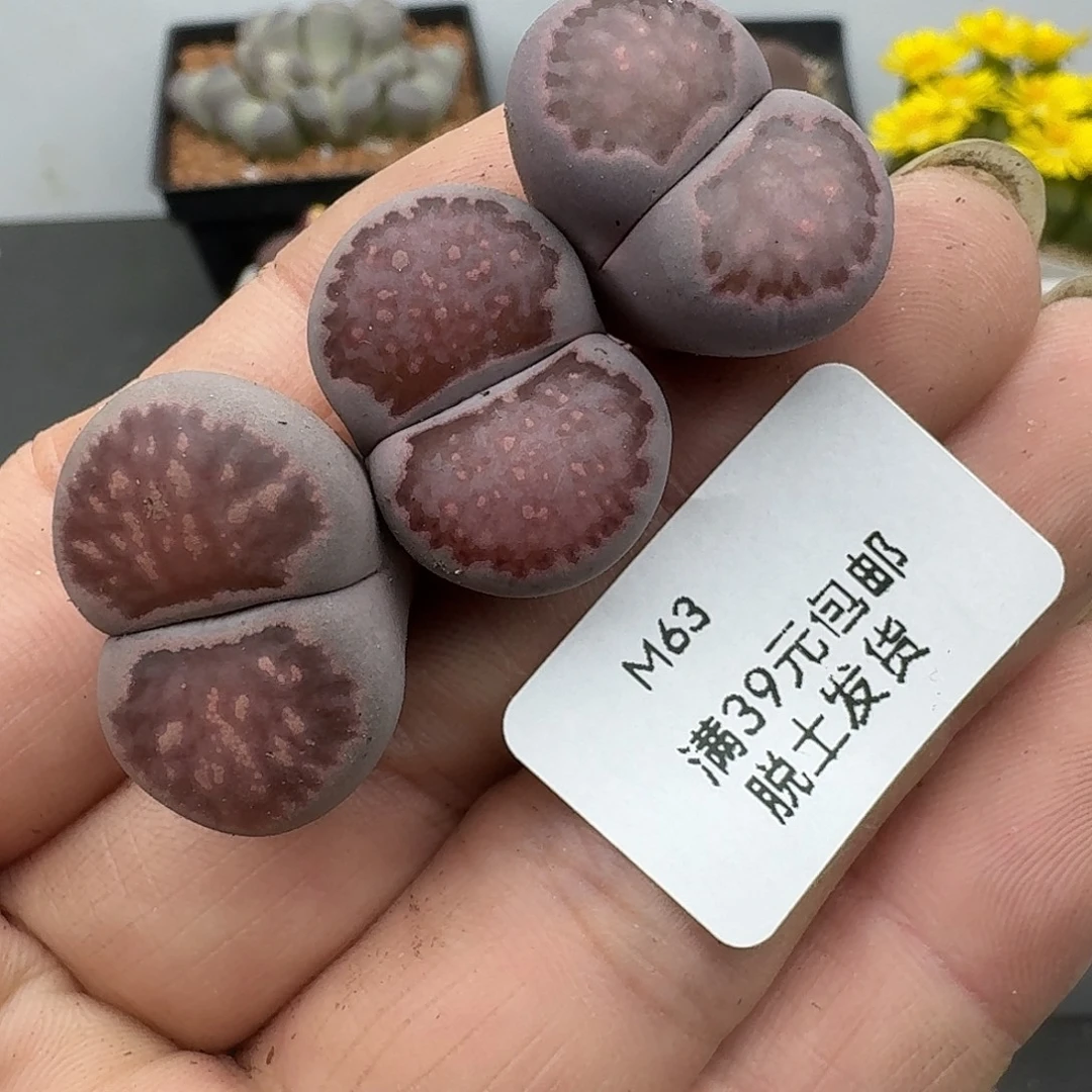 63多肉哈哈哈哈哈哈哈