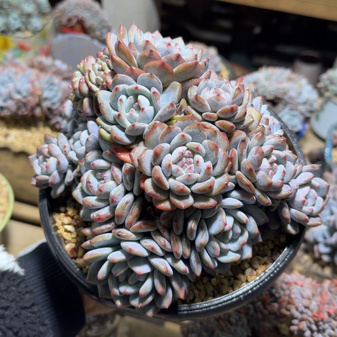 精品多肉 老桩石榴籽群