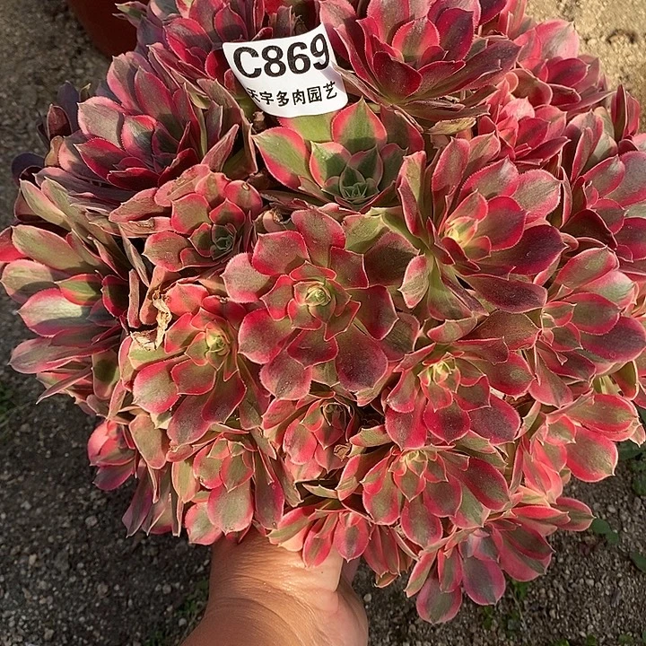 多肉植物七彩869多肉