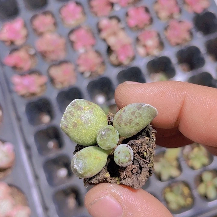 小海豹【满10颗包邮】