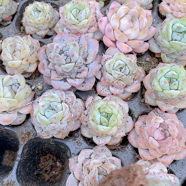 小冰葡萄1元带土发