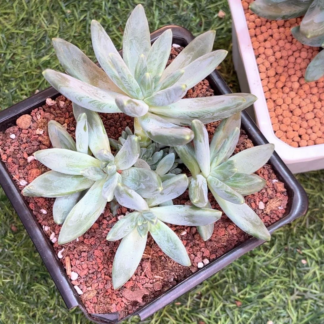 三**爱胖阿帝斯脱多肉植物