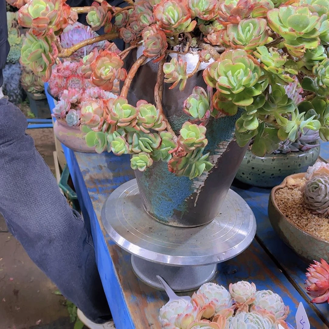 红陶决多肉植物保护研究所