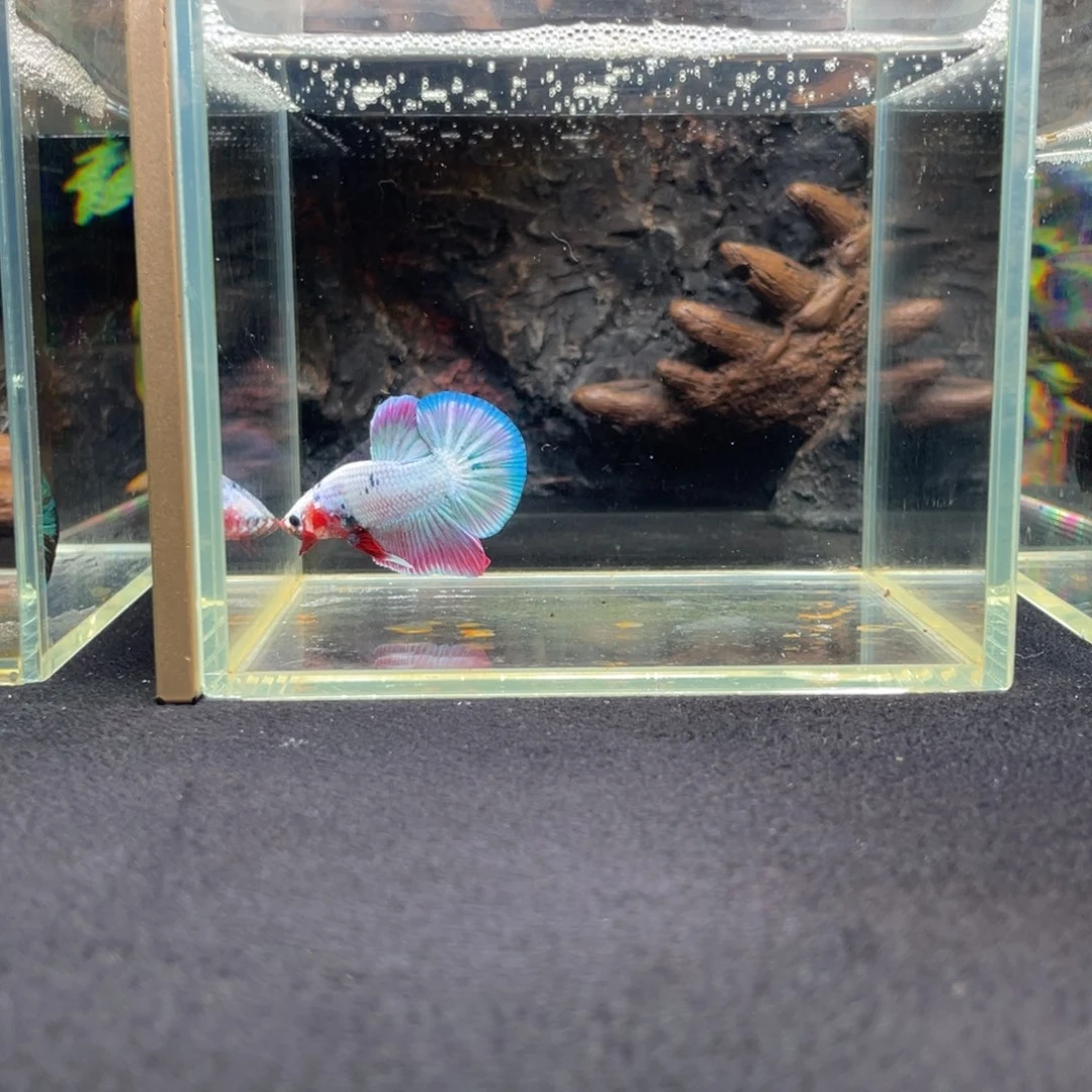 斗鱼十一月十二日竞价