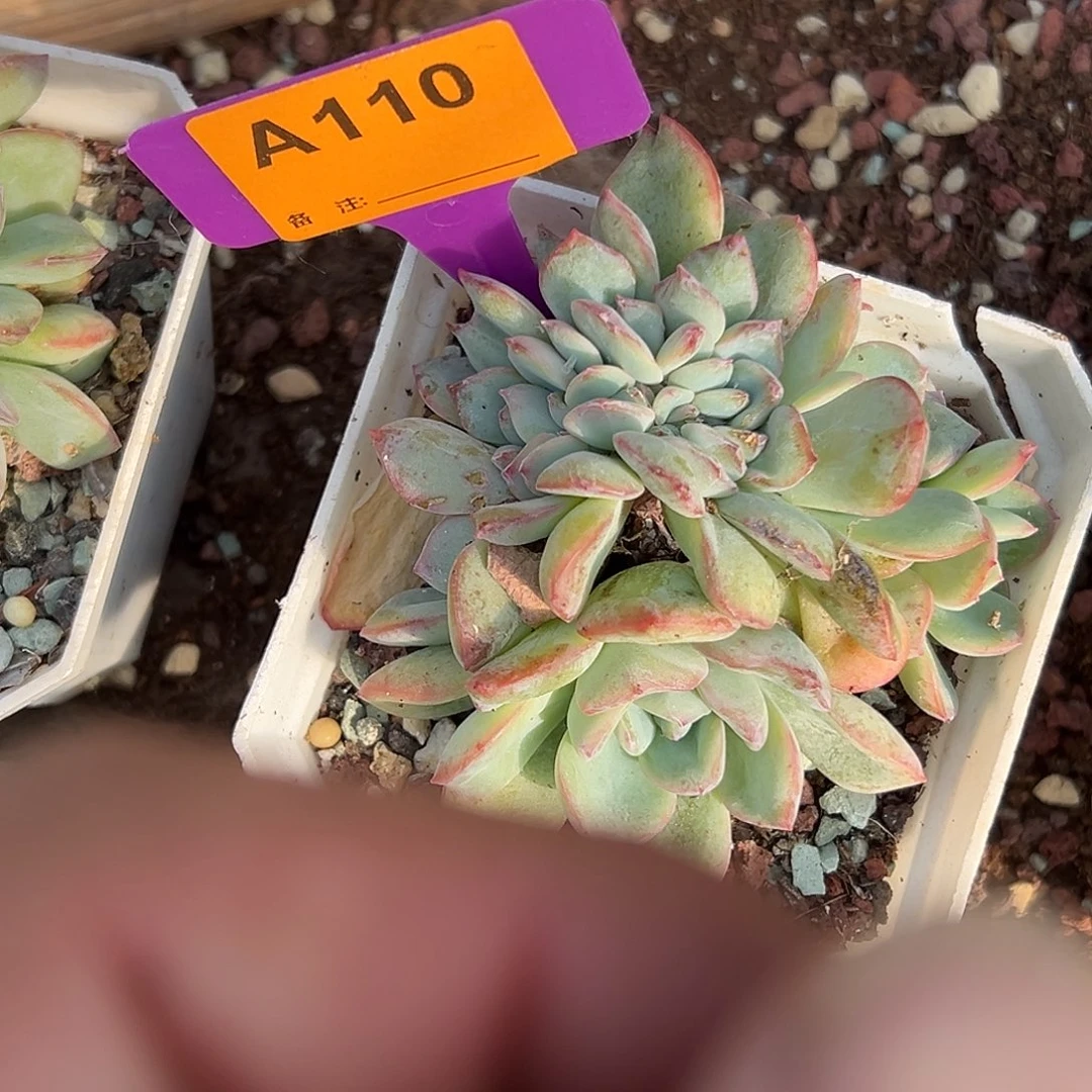 冰***蕾多肉植物一物一拍