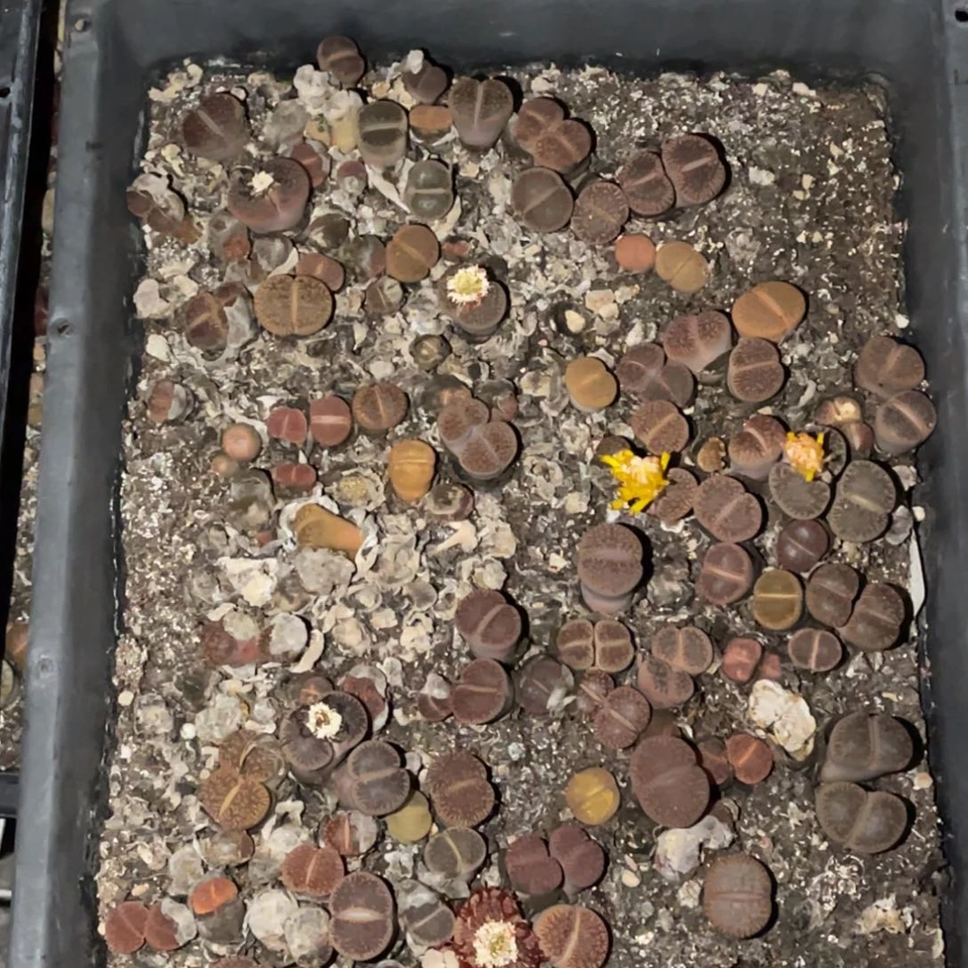 M***安9367福利筐子不售后