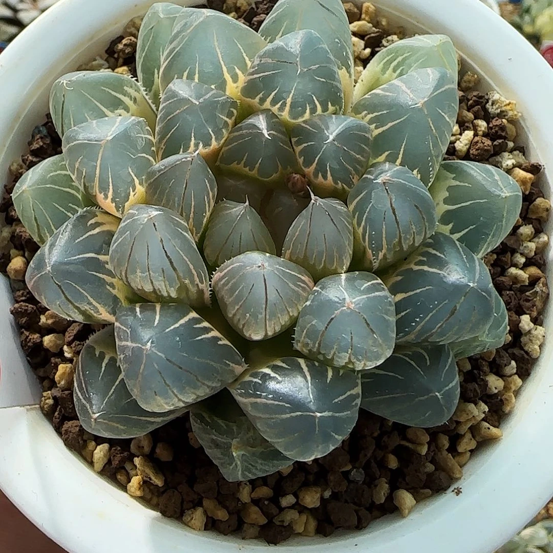 665号非组大型霓虹灯糊斑母本株