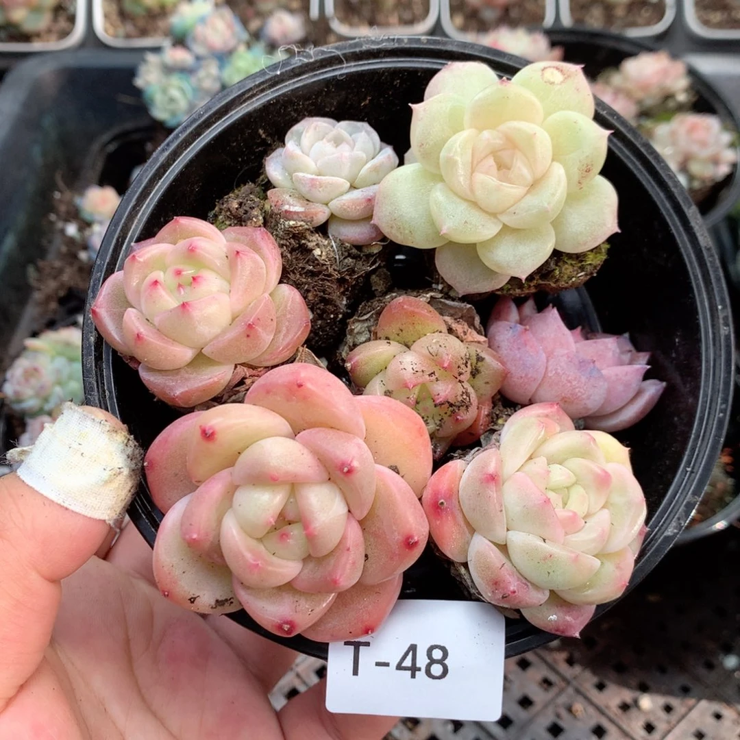 无花朵T48月英语英语