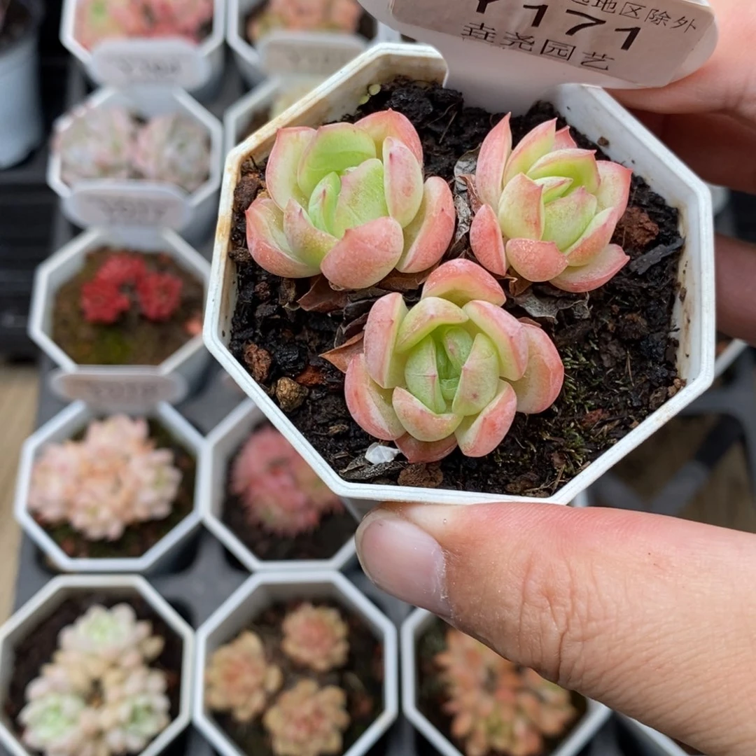 0172 4.5cm 落樱群