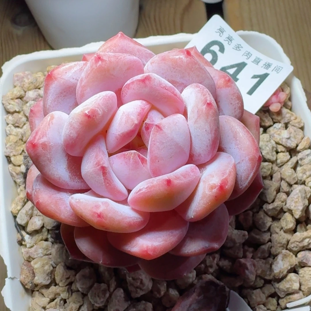 ****༊橙子      愿你一路坦途，乘风破浪展宏图