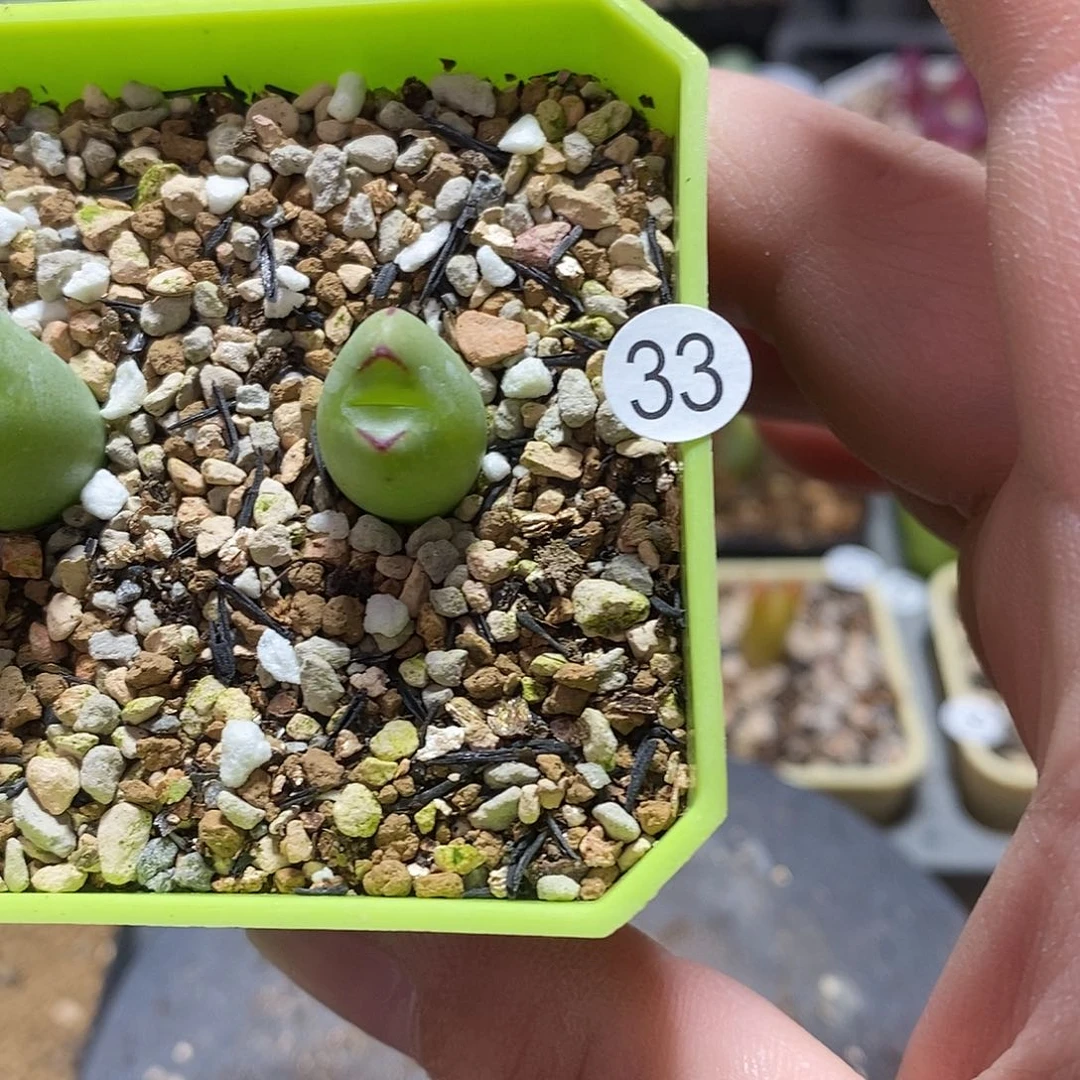 琳**宝金鱼嘴多肉植物33号