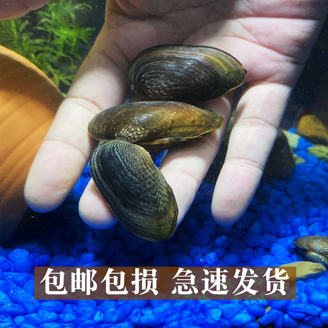 杜氏河蚌鱼缸鳑鲏鱼繁殖净化水质吃鱼屎粪便除绿水