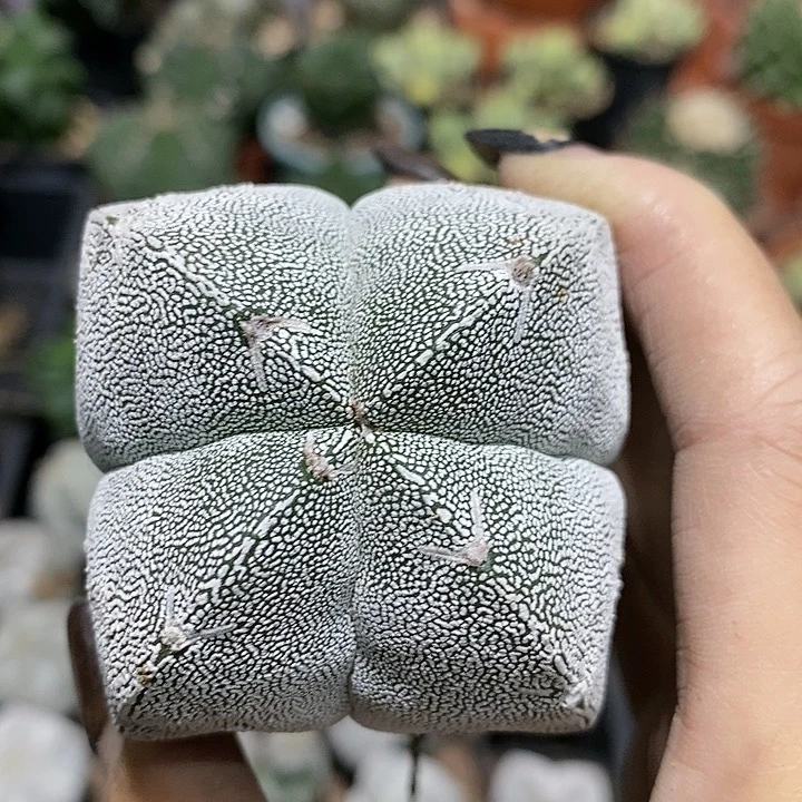 花花草草花花草草