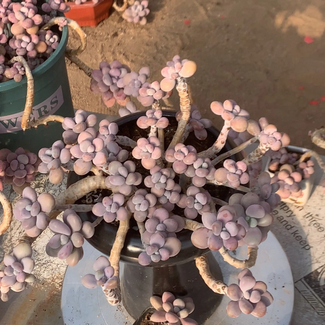 安***好桃蛋有瑕疵福利2颗34号