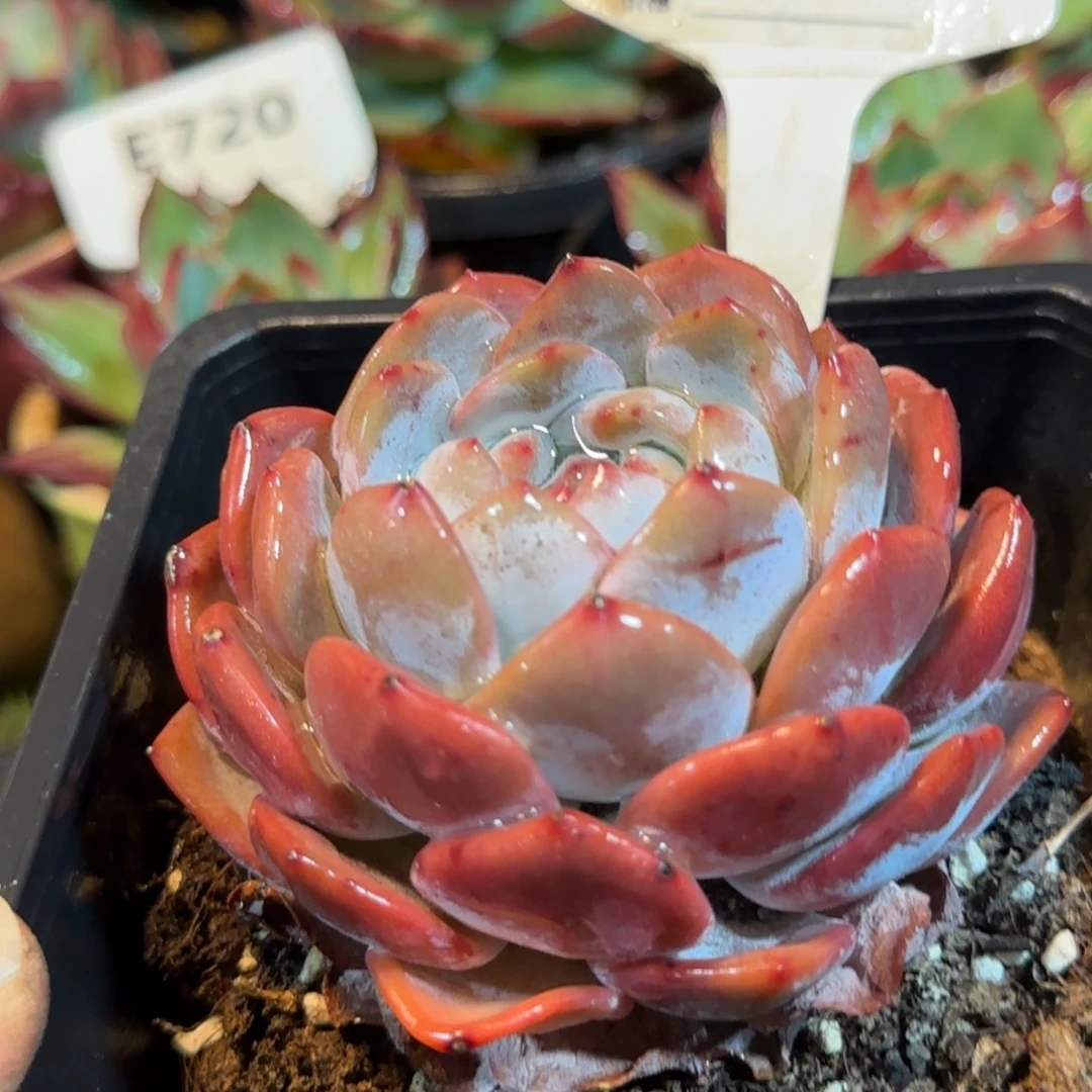 橙梦露惊鸿一物一拍包装收缩花旱618