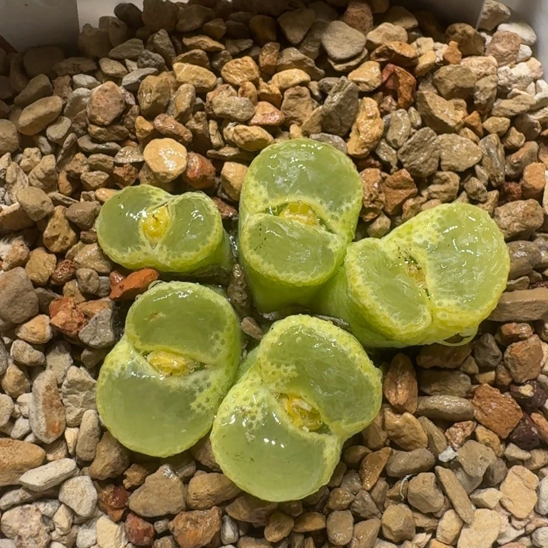 昨****来0308-79肉锥肉锥肉锥