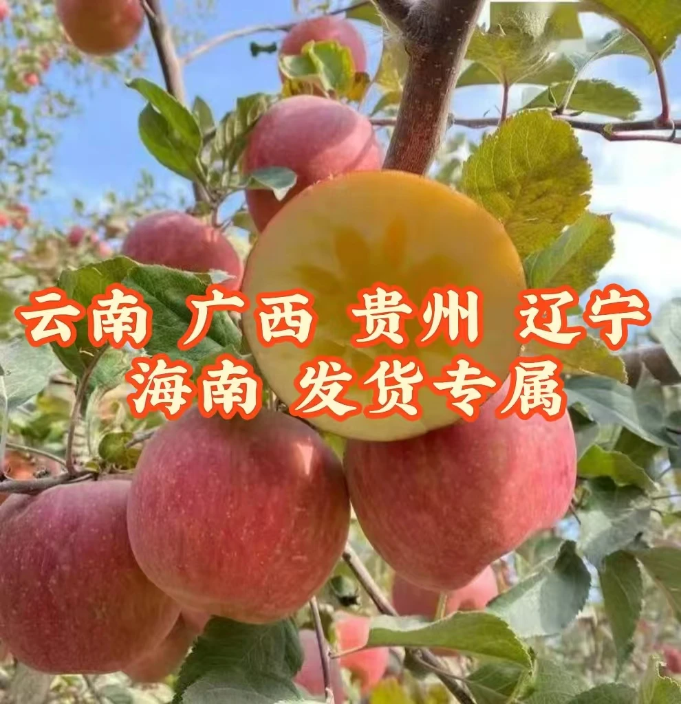 【苹果包邮 送货到家】正宗新疆阿克苏冰糖心苹果酥脆香甜净重8斤