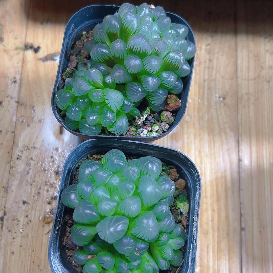 糯肌母本玉露多肉多肉一颗