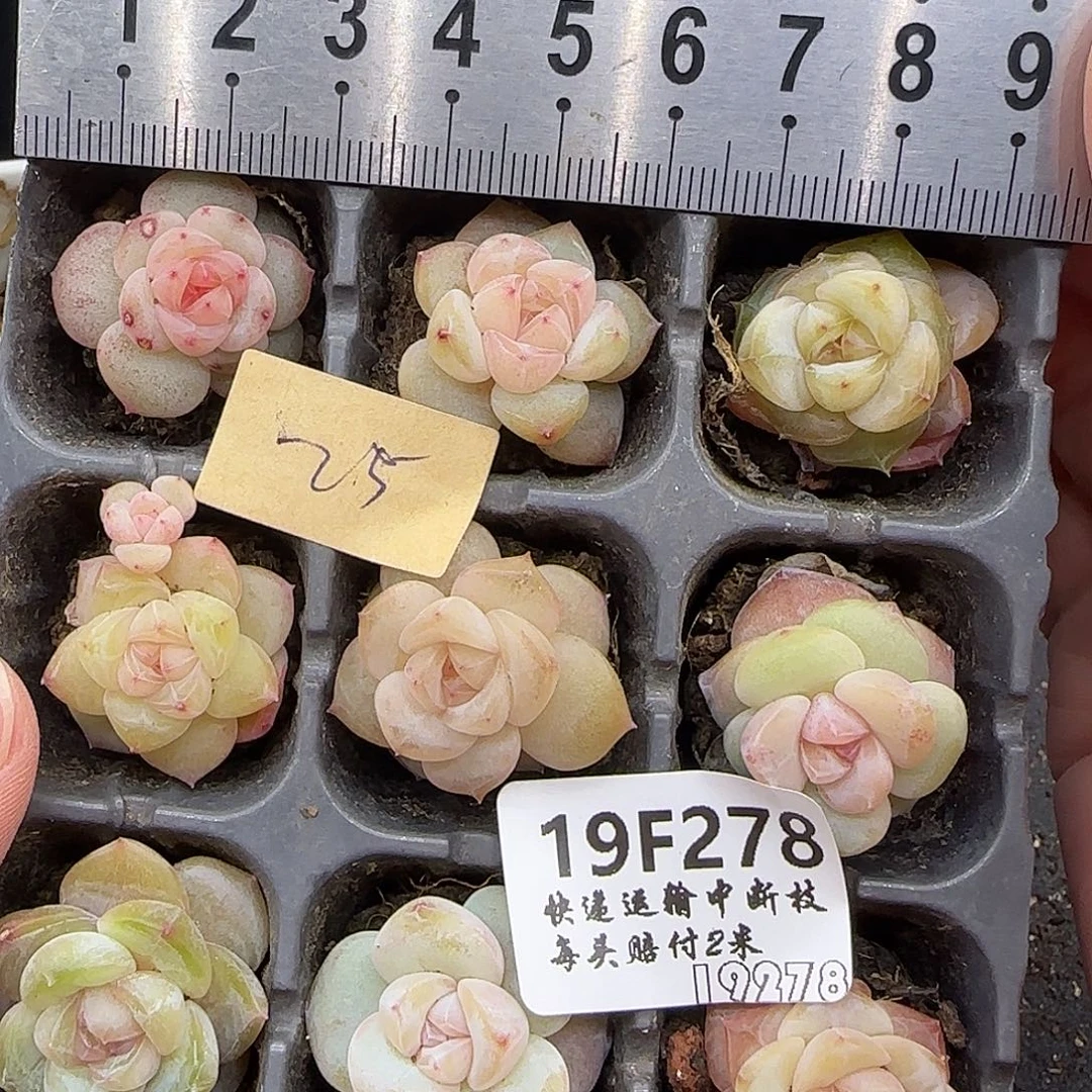 278九棵东云糖心珍妮鼻屎苗2.5厘米左右