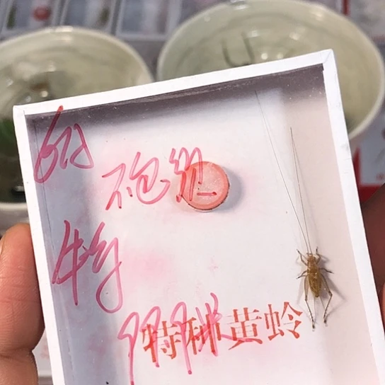 闲***斋蟋蟀33333333333333333333