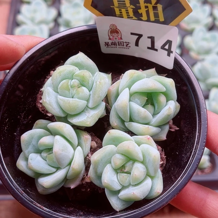 多肉植物多肉植物