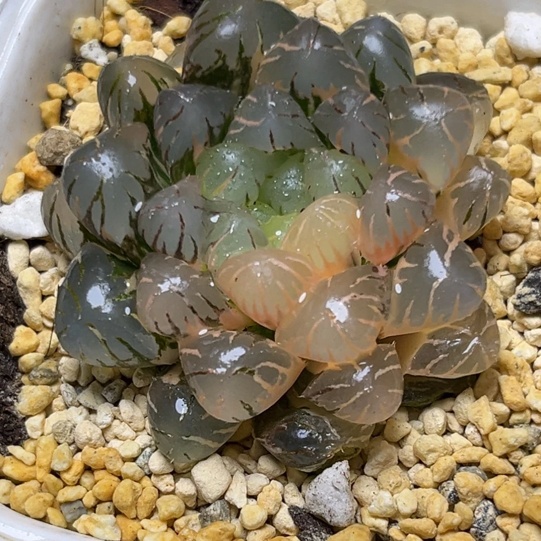 十二卷多肉植物0654大紫