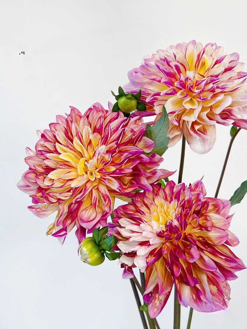 （加勒比幻想）荷兰进口大丽花种球重瓣四季播种