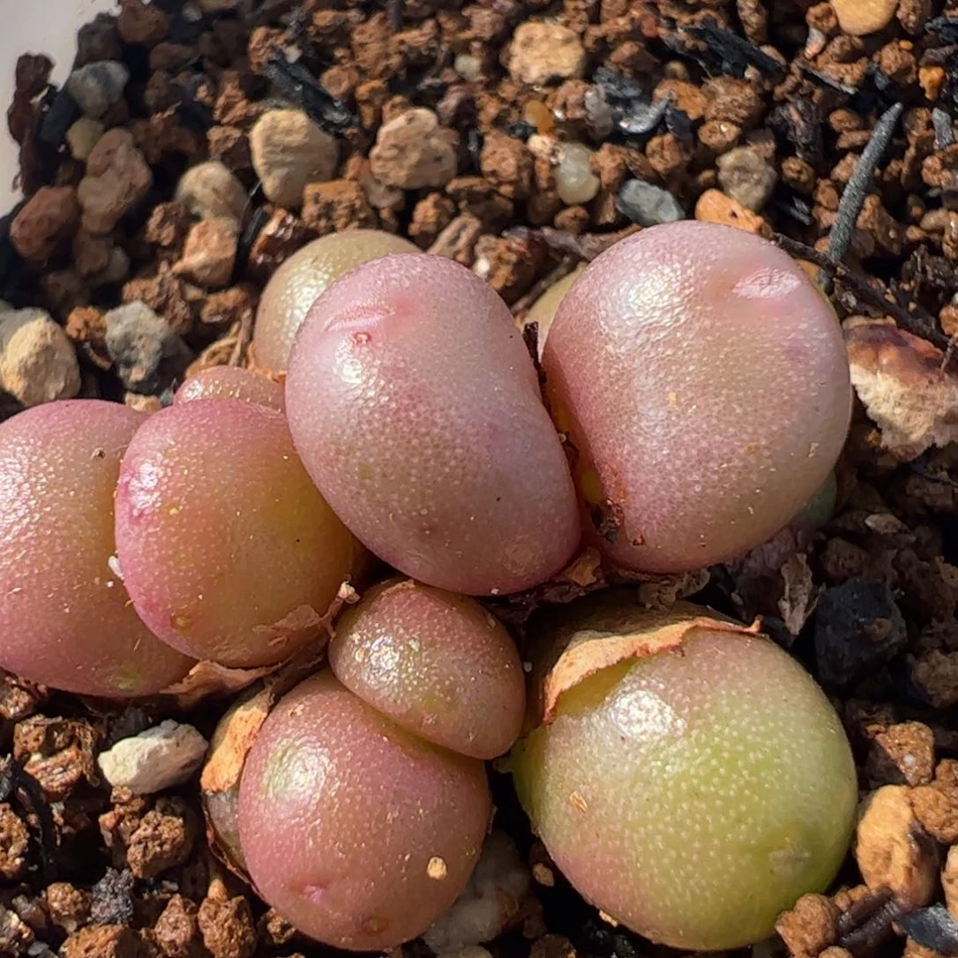 63多肉植物百科紫葡萄