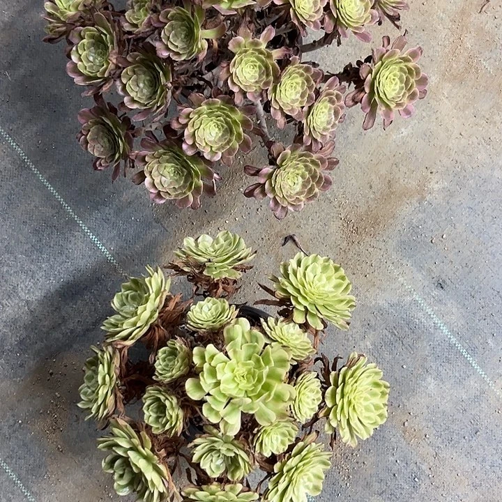 星***辰多肉植物五天姬锦……