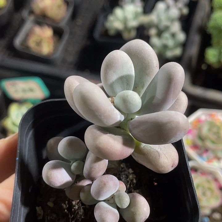 6.5方盆原始大奶酪