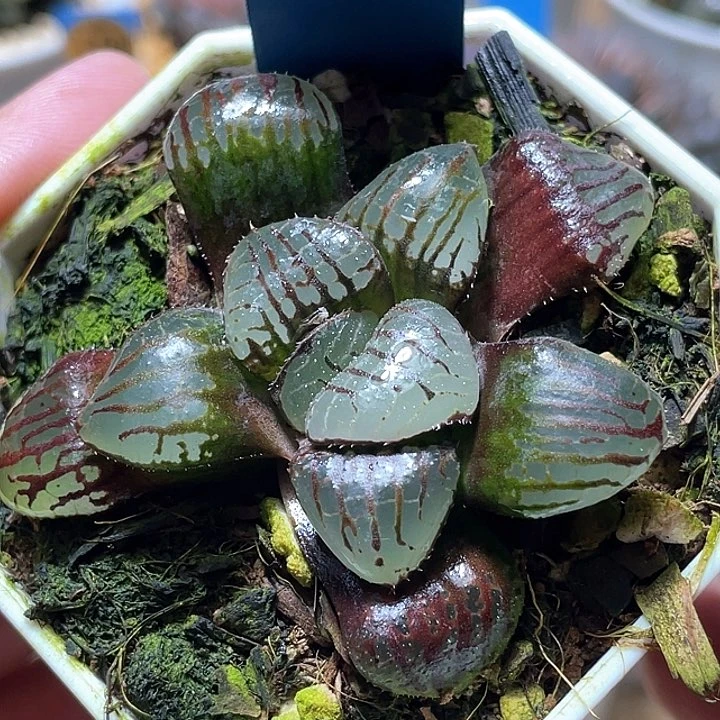 588魔界一物一拍的