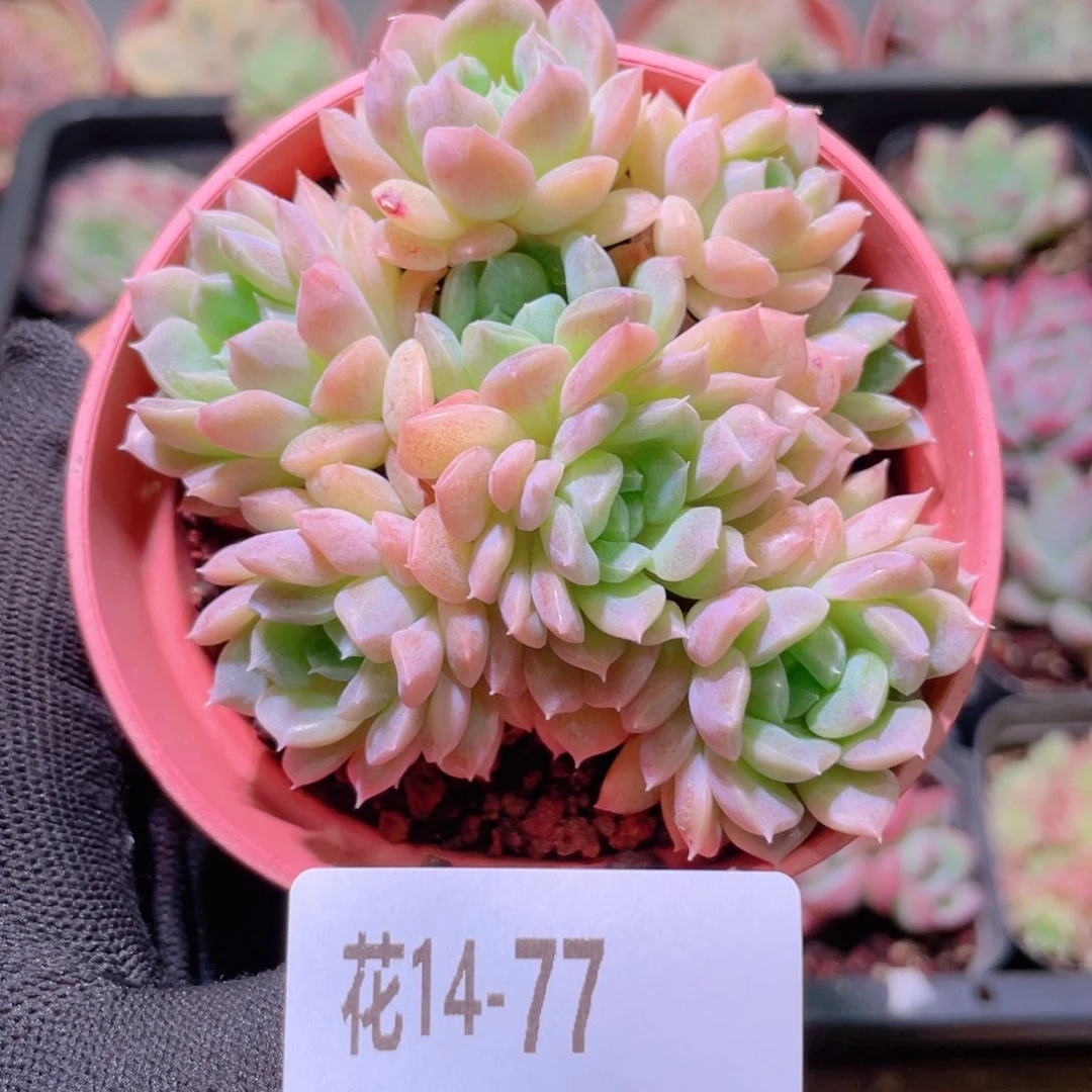 花利美14-77新品群