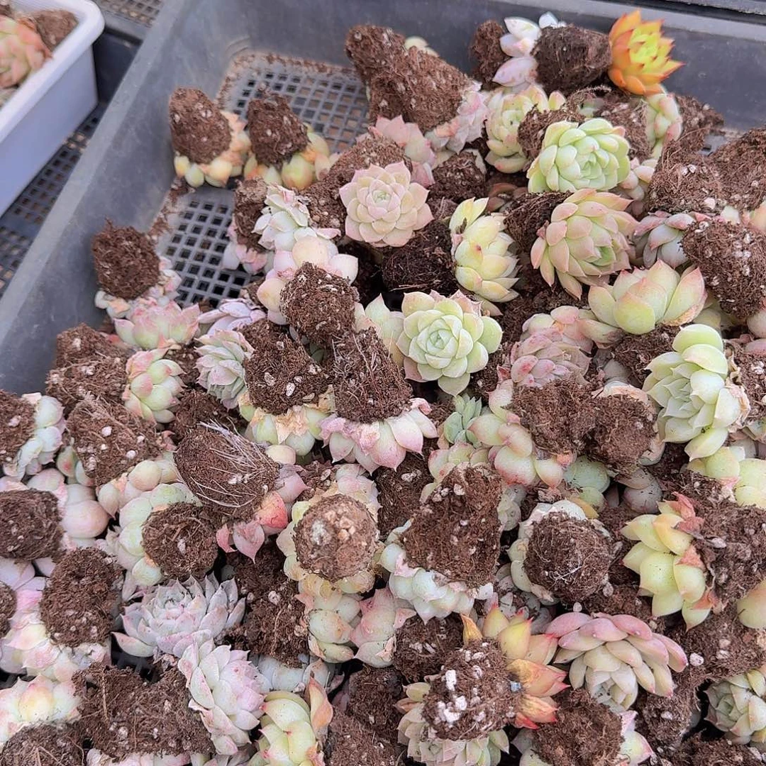 优选20颗景天福利