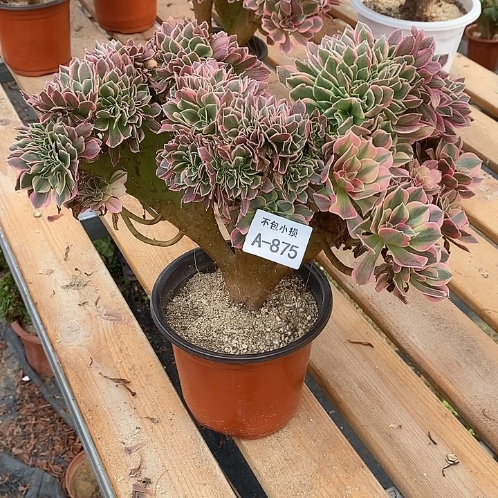 875 女神缀宽33 公分