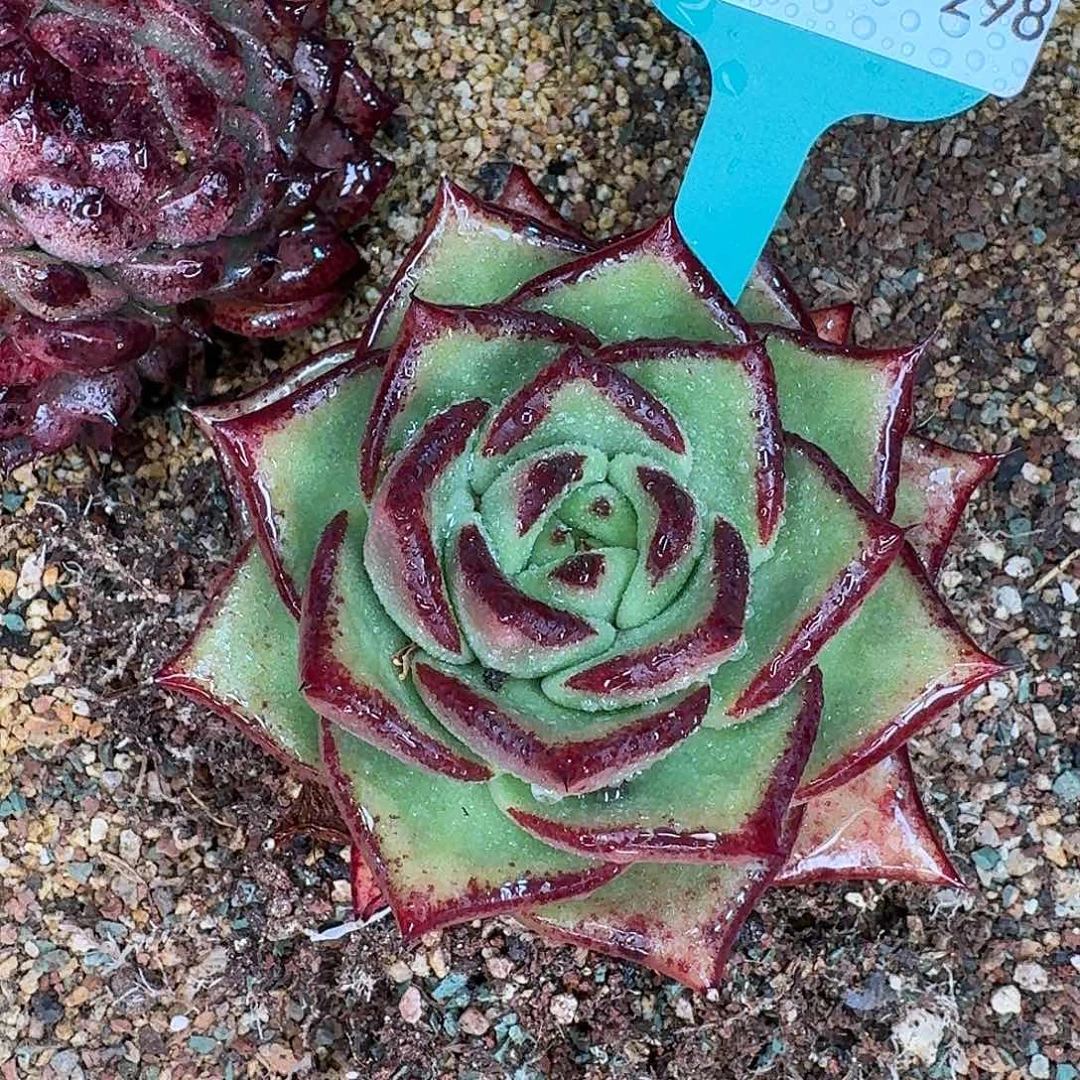 从前慢花园多肉0130-298