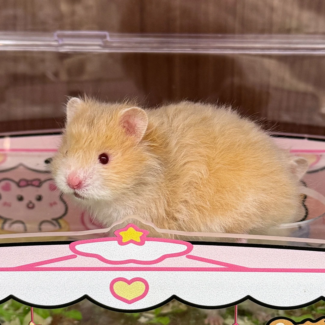 【包邮包活15天】大体长毛卷毛波利金丝熊仓鼠宠物活体健康易上手