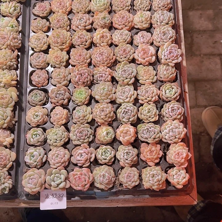 大**女直播一物一拍多肉32