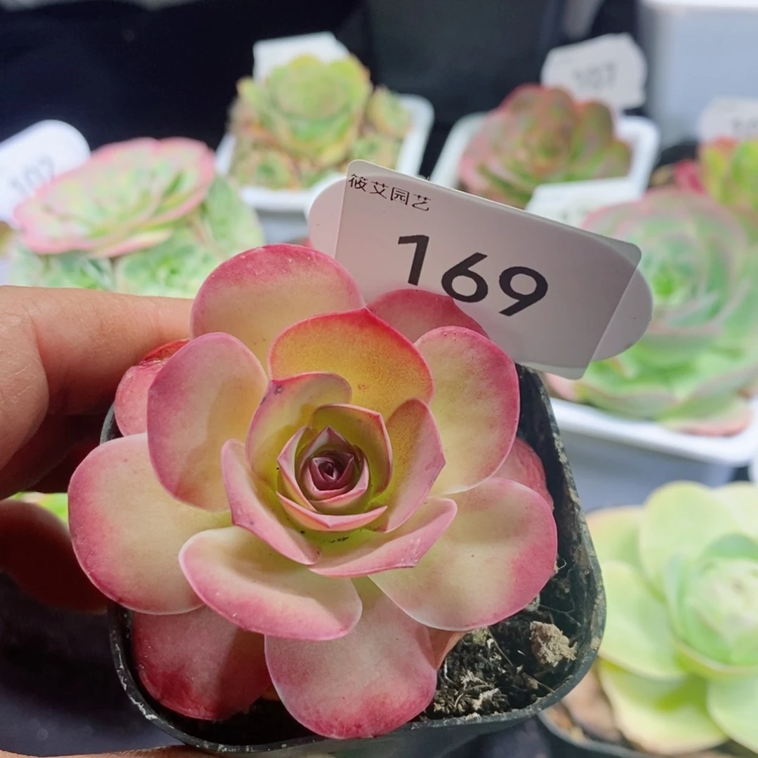 169璀璨 山地玫瑰