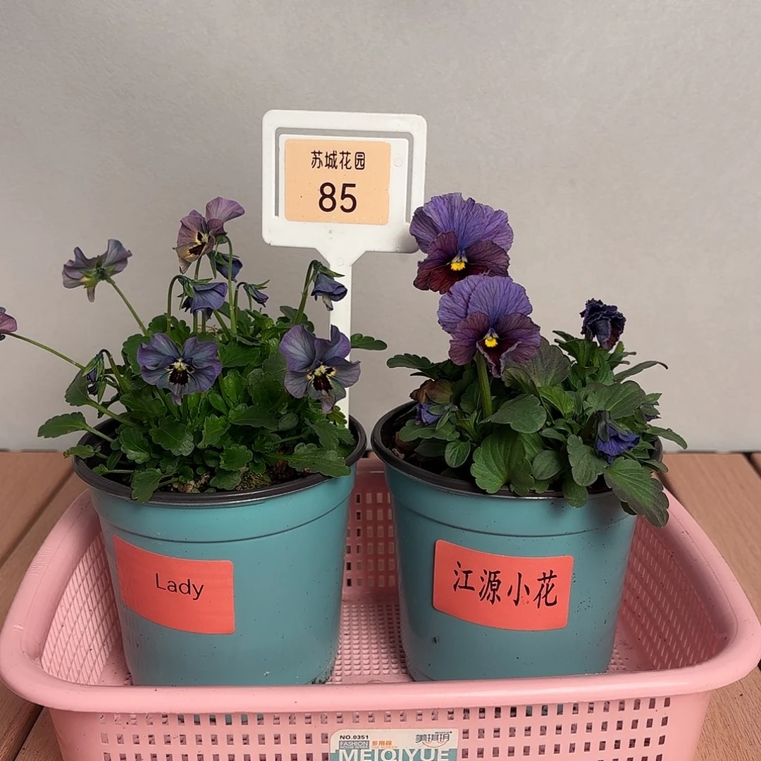 大部分开放少量花苞85