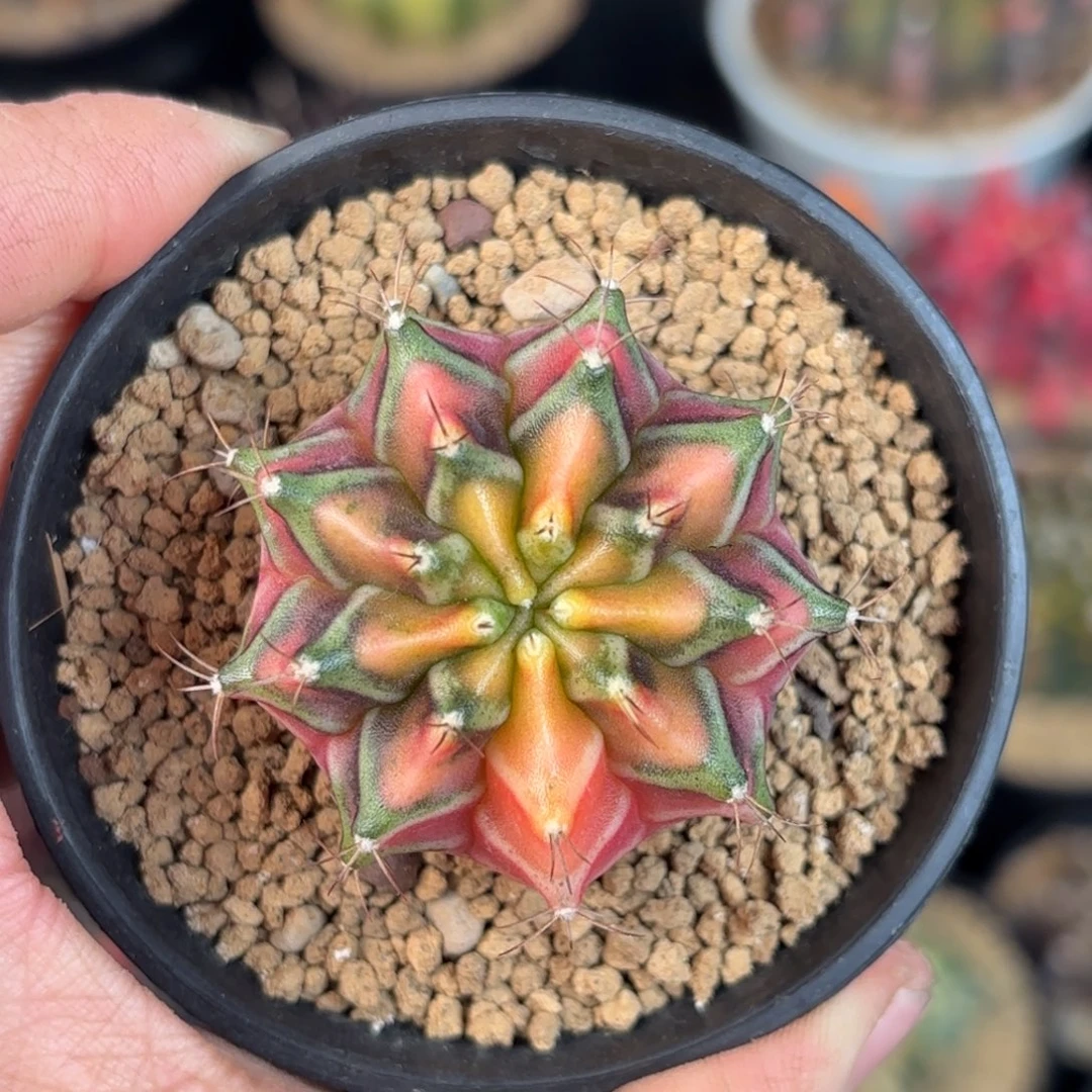 泰系米哈实生仙人球50