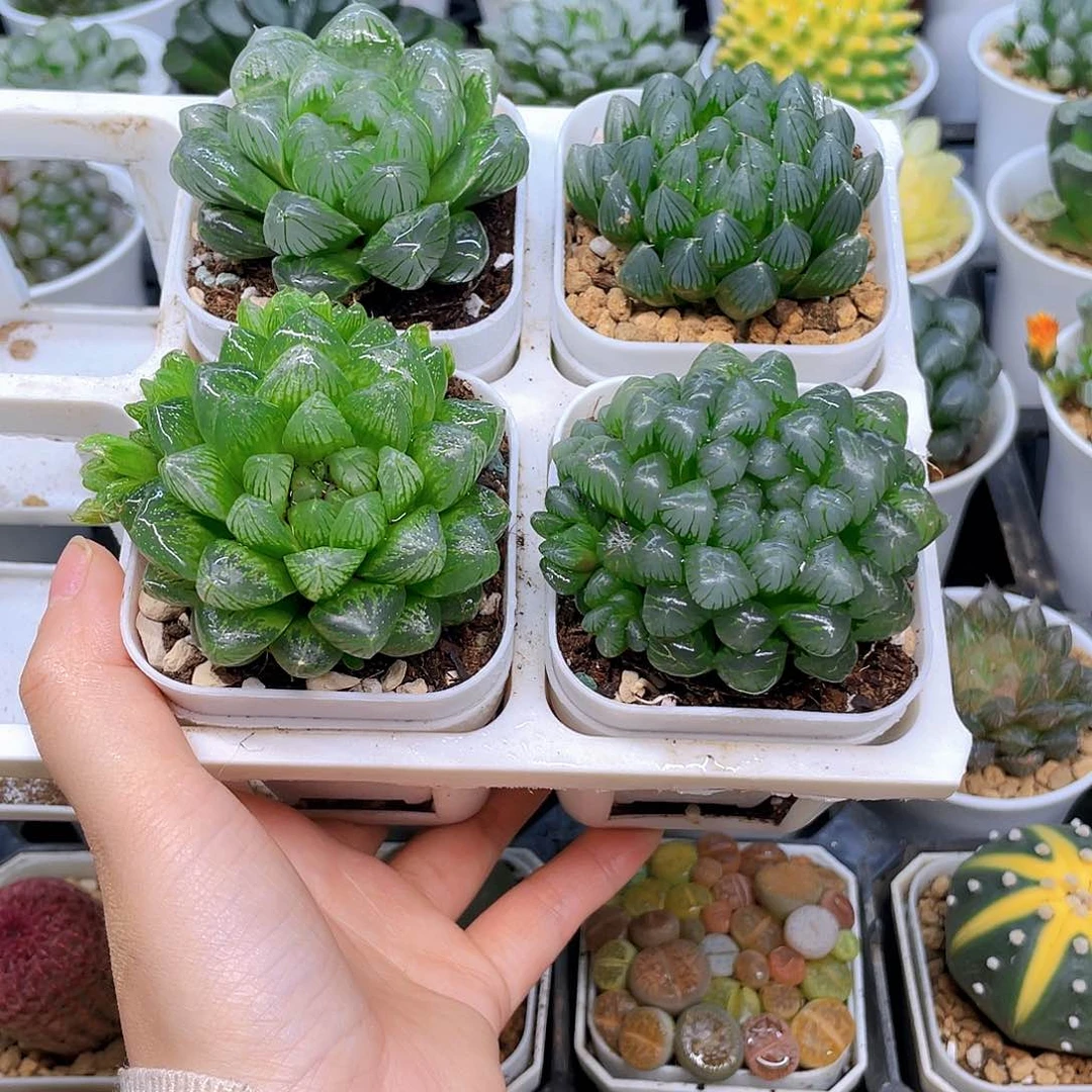 玉露四件套多肉，白盆