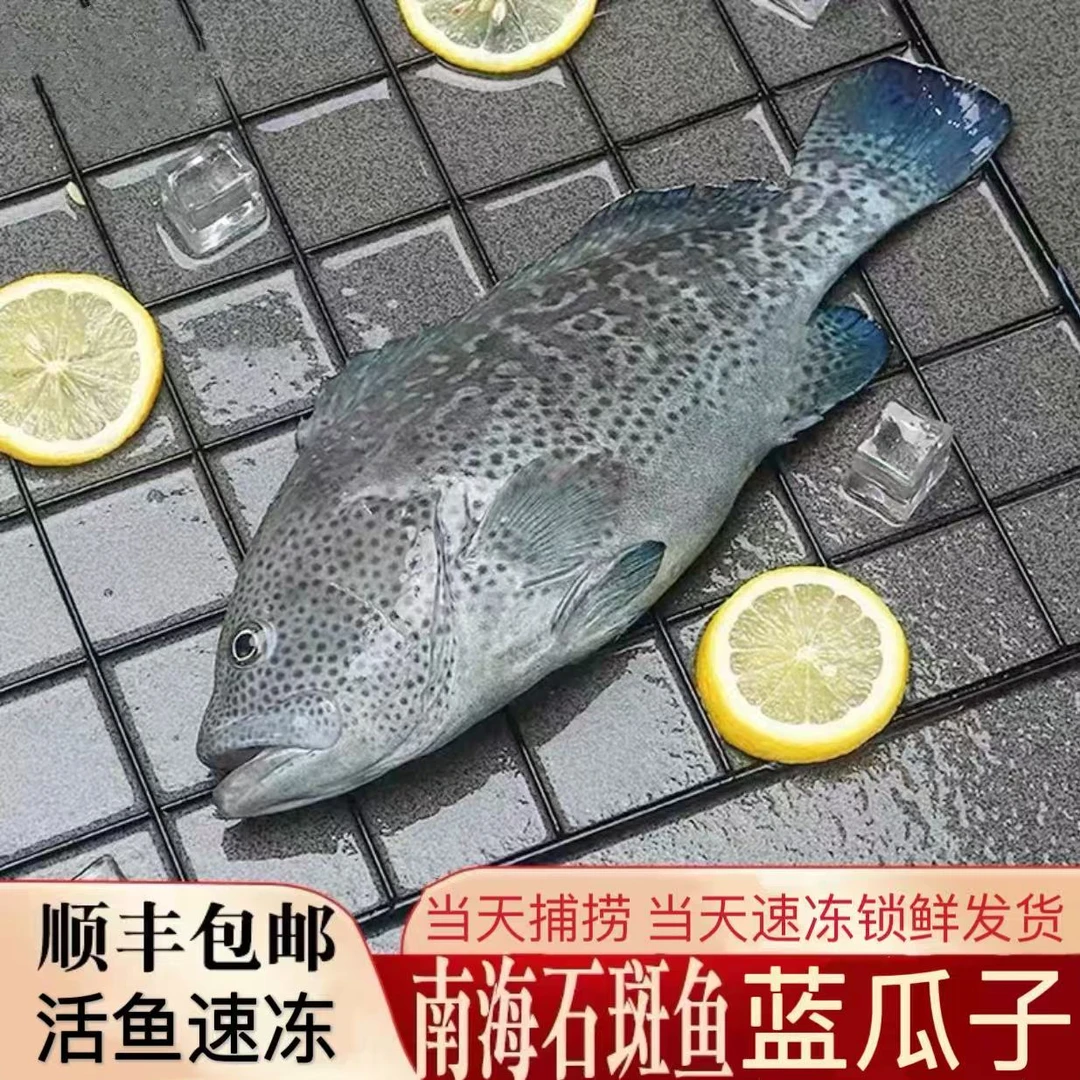 1.7斤-1.9斤/条 深海野钓蓝瓜子石斑鱼鲜活速冻锁鲜 顺丰冷链发货